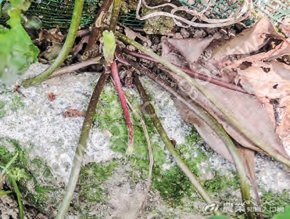 雷公根具有地上走莖，葉柄細長呈翠綠色，靠近基部處則呈紫紅色。