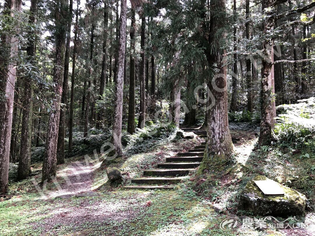 東眼山國家森林遊樂區步道