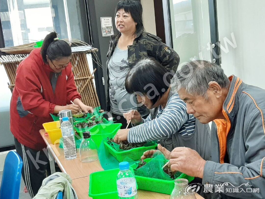 林農栽植金線連