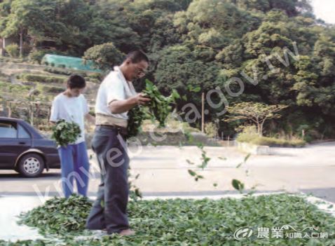 茶農將剛採摘回來的茶菁攤灑於廣場上做日光萎凋。