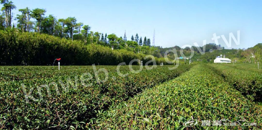 要營造出吸引茶小綠葉蟬前來「著蝝」的適合環境，茶園便不能噴灑農藥、除草劑等。