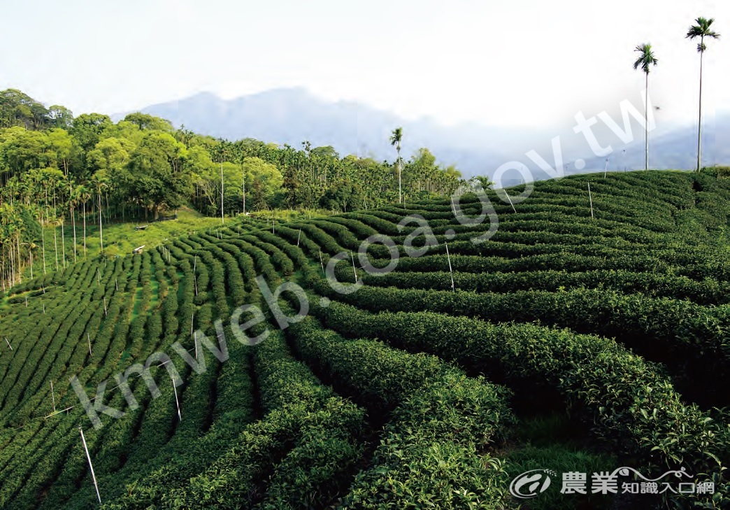 烏龍茶園