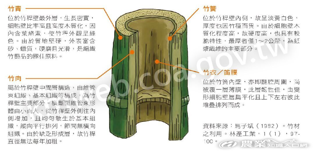 竹材組織剖析