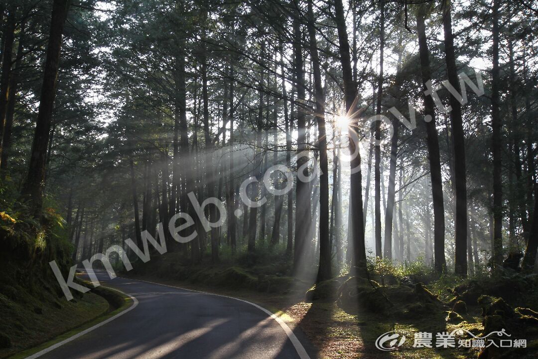 阿里山_祝山林道