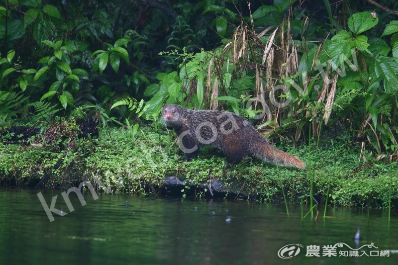 棕簑貓(食蟹獴)-陳王時攝影-林務局提供