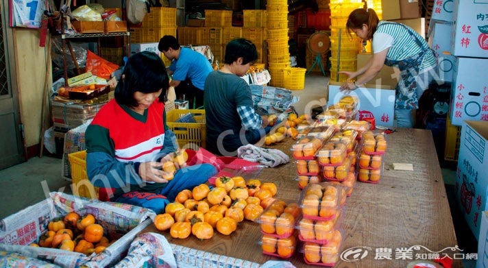 作業人員正忙著將柿子進行包裝。