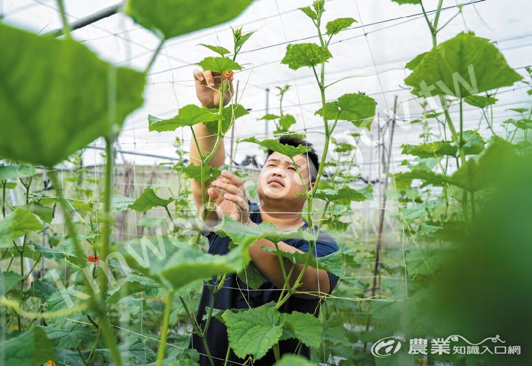 因短期作物較有利週轉，羅秉諺選擇種植小黃瓜，他認為成立農企業，提供員工穩定工作及收入，是農業缺工的解方之一。