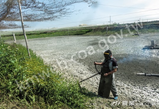 生態養殖不使用除草劑，如果魚塭周邊雜草過於茂盛，養殖業者就得僱工除草或自己動手。