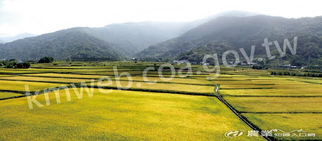 未命名玉溪產地位於玉山國家公園東側，面積約4,200公頃，約占花東縱谷好米種植面積的42％，產量為全臺單一農會轄區之冠。