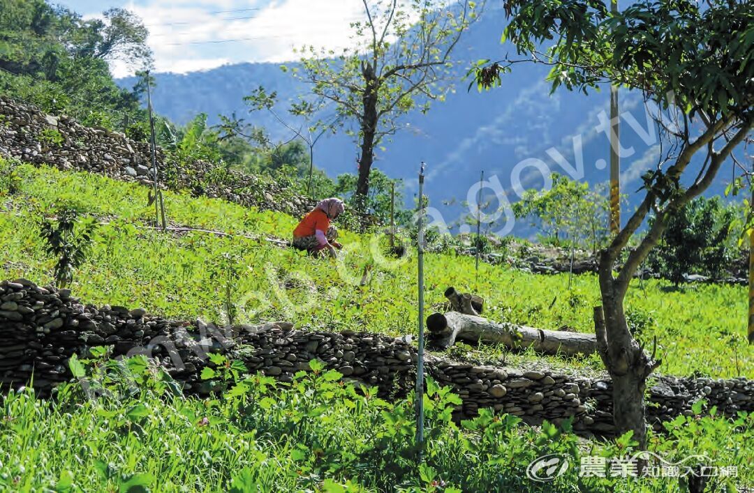 許多山區聚落同時也是原住民族部落，推動林下經濟同時也能協助文化保存。此為屏東縣霧臺鄉大武部落在莫拉克颱風災後復耕小米、紅藜等民族植物。（圖片提供／屏東科技大學森林系社區林業研究室）