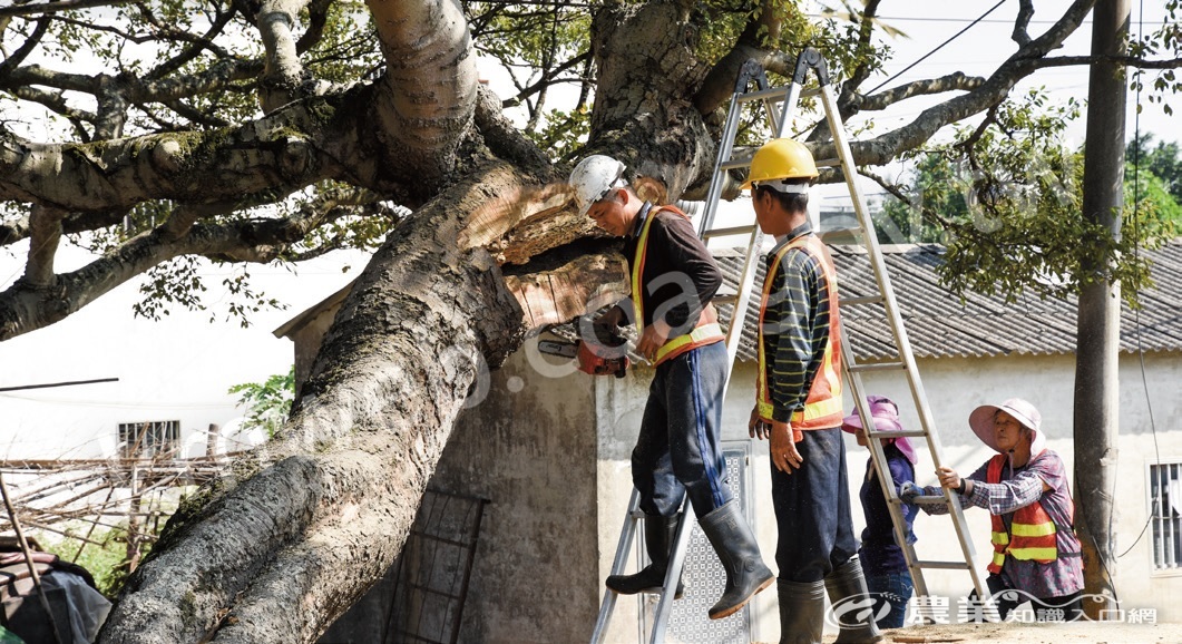 樹醫團隊救治新竹新豐鄉姜厝聚落的朴樹林。