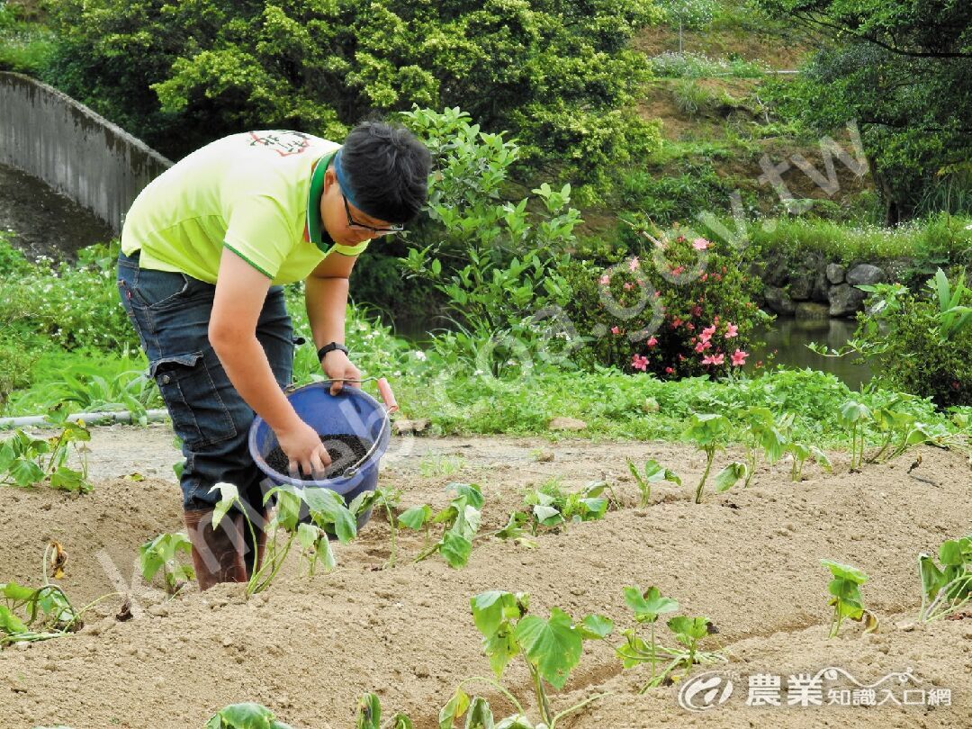 每年3_到5_月種下地瓜，中秋前後再開始採收。