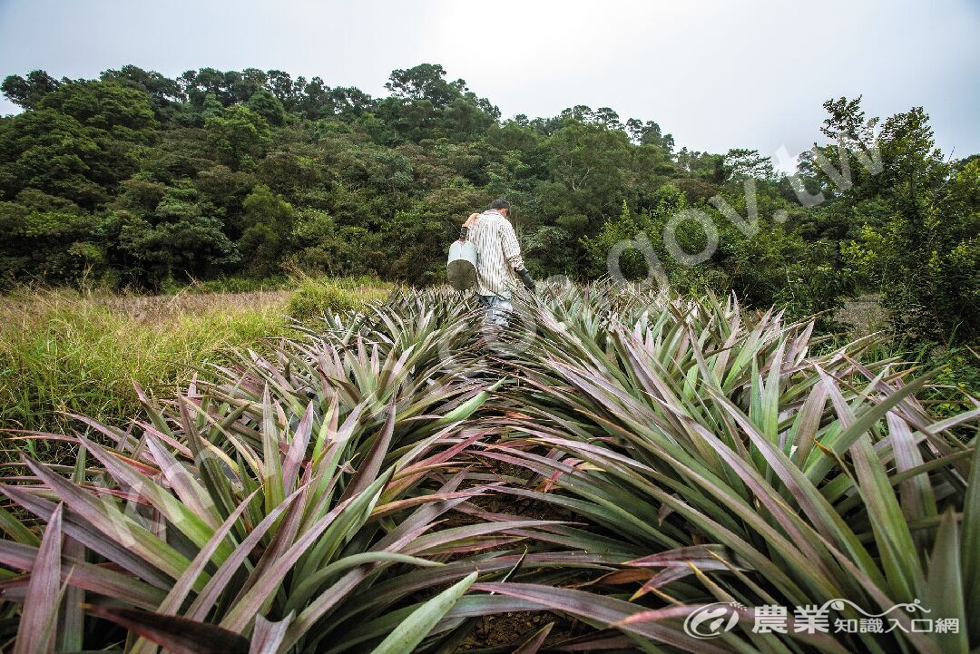 丘陵上的鳳梨園