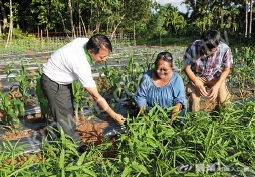 帛琉艾萊小學校長諾娜_․_梅瑟（中）與臺灣駐帛琉技術團團長楊邦棋（左）、技師蔡明哲（右）在校園農場討論蔬菜生長狀況。（攝影／林宜潔）