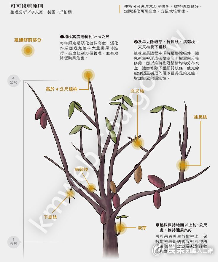可可修剪原則