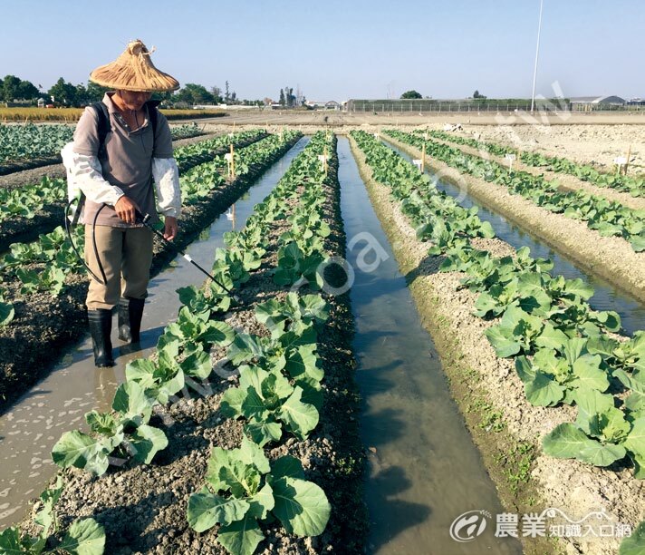 田間澆灌有機益菌肥，可促進甘藍生長。