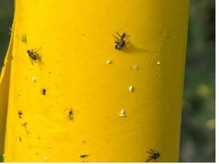 粉蝨等小型害蟲為番茄病毒病害重要媒介昆蟲，可持續搭配黏板進行誘殺。