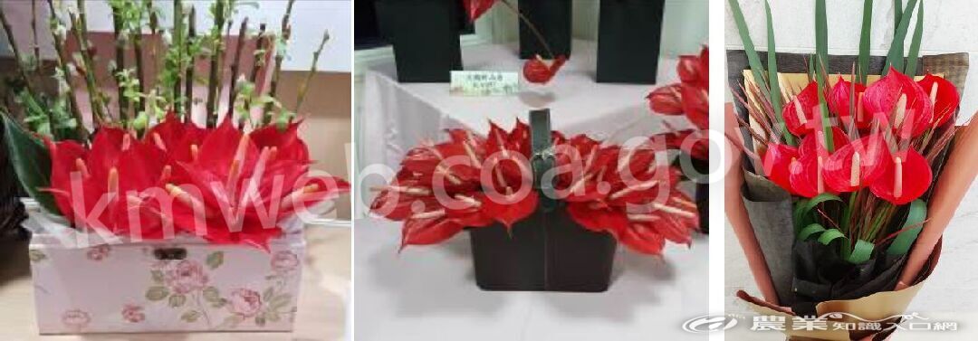 高雄3號～紅鈴極適合禮盒、花籃及花束設計