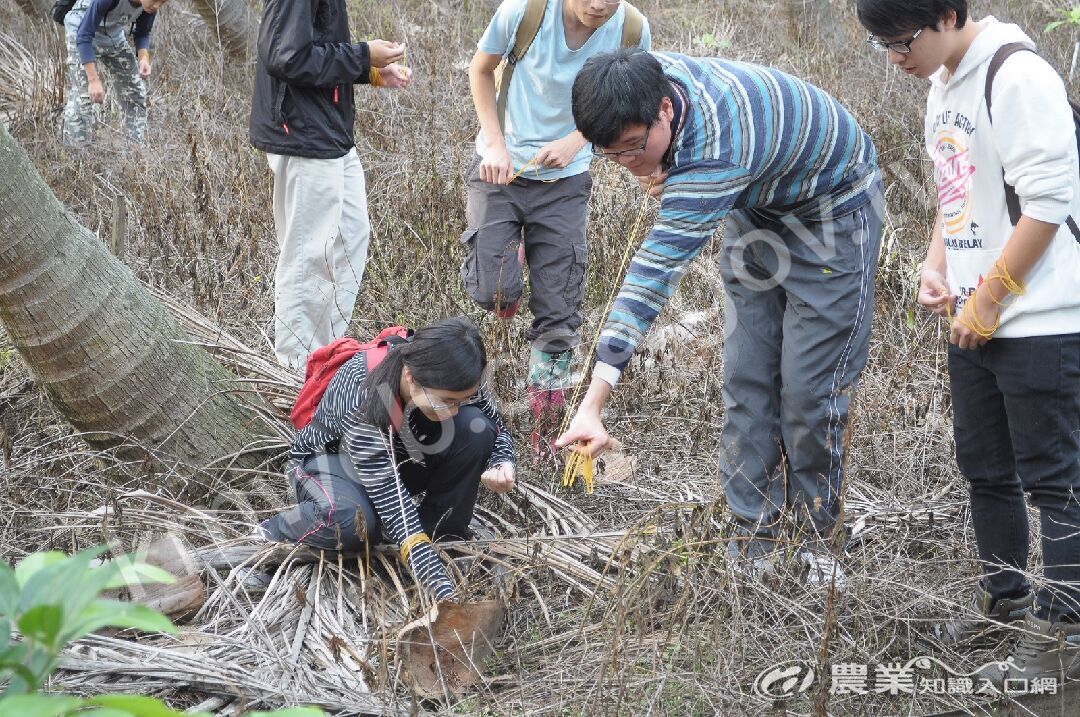 沙氏變色蜥戶外移除實作示意照片