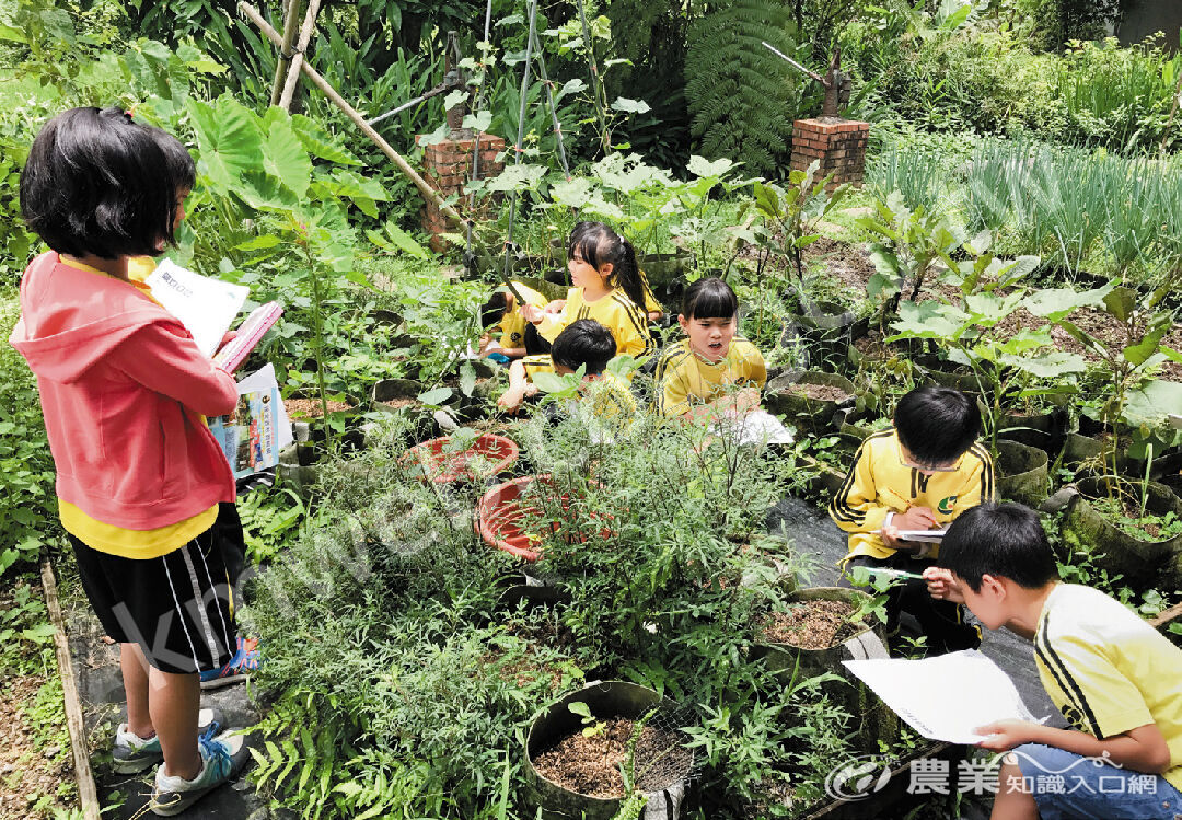 低年級學童到菜園裡記錄與觀察作物的生長狀況。（圖片提供／深溝國小）