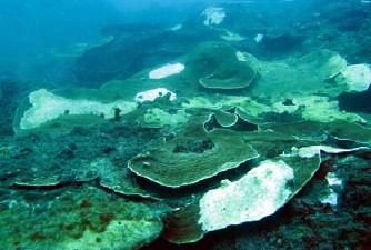 02棘冠海星生態影響-1-圖2_盤狀珊瑚被棘冠海星啃食後的情形 02棘冠海星生態影響-1-圖2_盤狀珊瑚被棘冠海星啃食後的情形