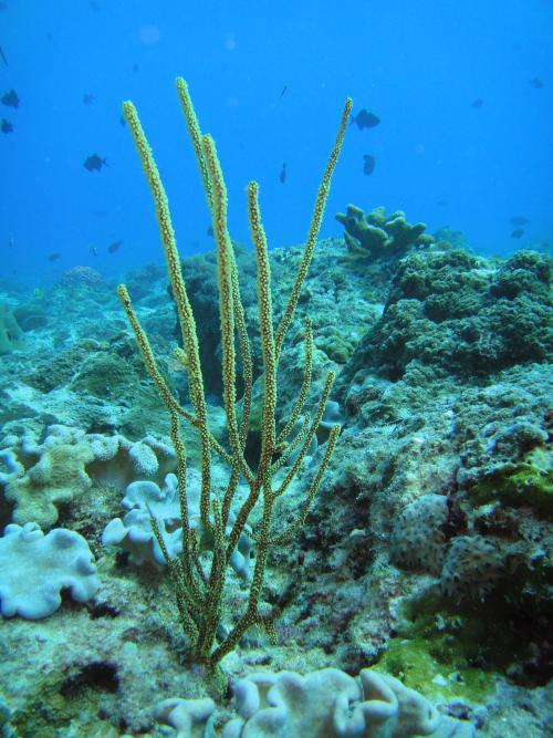 鞭珊瑚