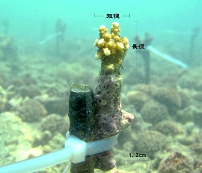 圖3_珊瑚苗「扦插法」移植與成長量測 圖3_珊瑚苗「扦插法」移植與成長量測