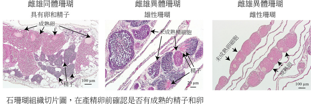 珊瑚生殖腺組織切片-圖片來源_-陳倢蓁