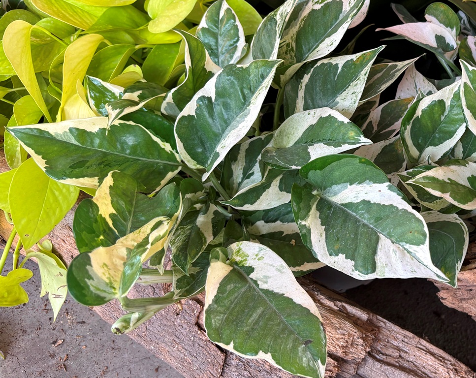 白斑黃金葛03 白斑黃金葛03