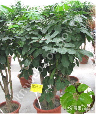 香鵝掌藤、香鴨腳木(Schefflera_odorata) 香鵝掌藤、香鴨腳木(Schefflera_odorata)