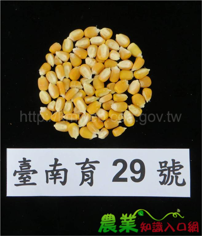硬質玉米新品系台南育29號