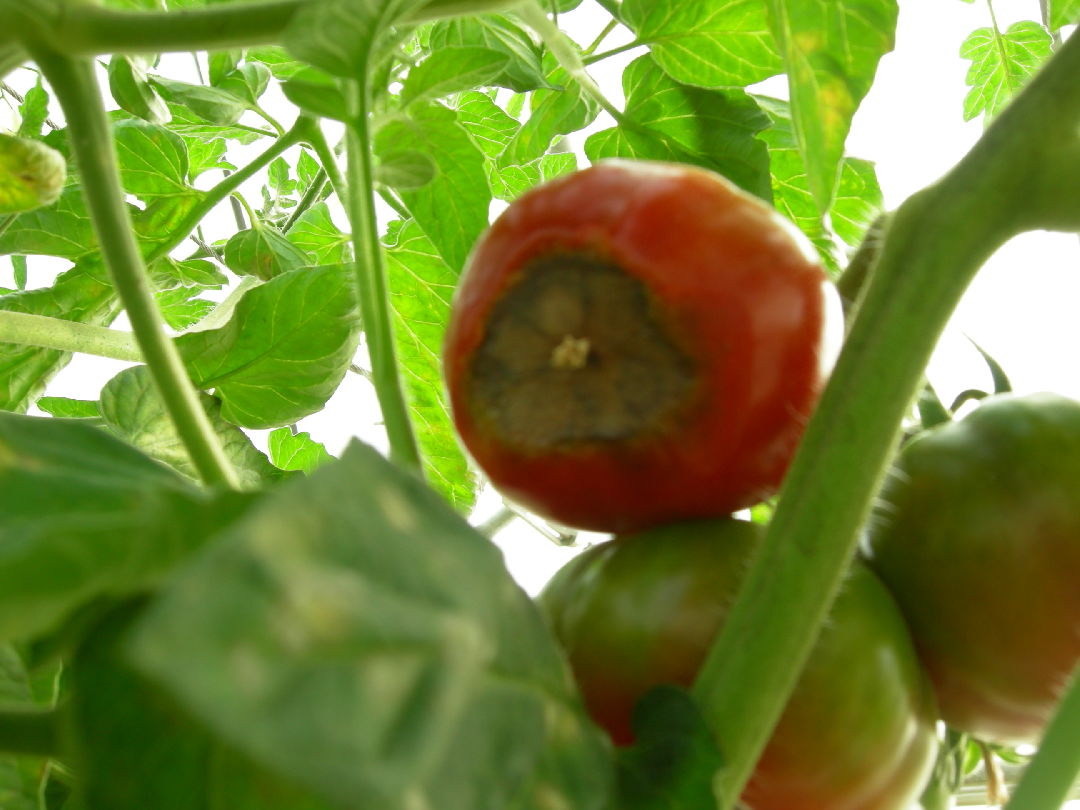 番茄疫霉根腐病-果树、蔬菜、茶树病虫-图片