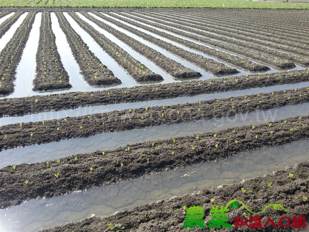 灌溉水位過高易導致土壤密時結皮