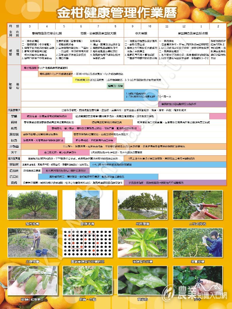 1041123-金柑作業曆