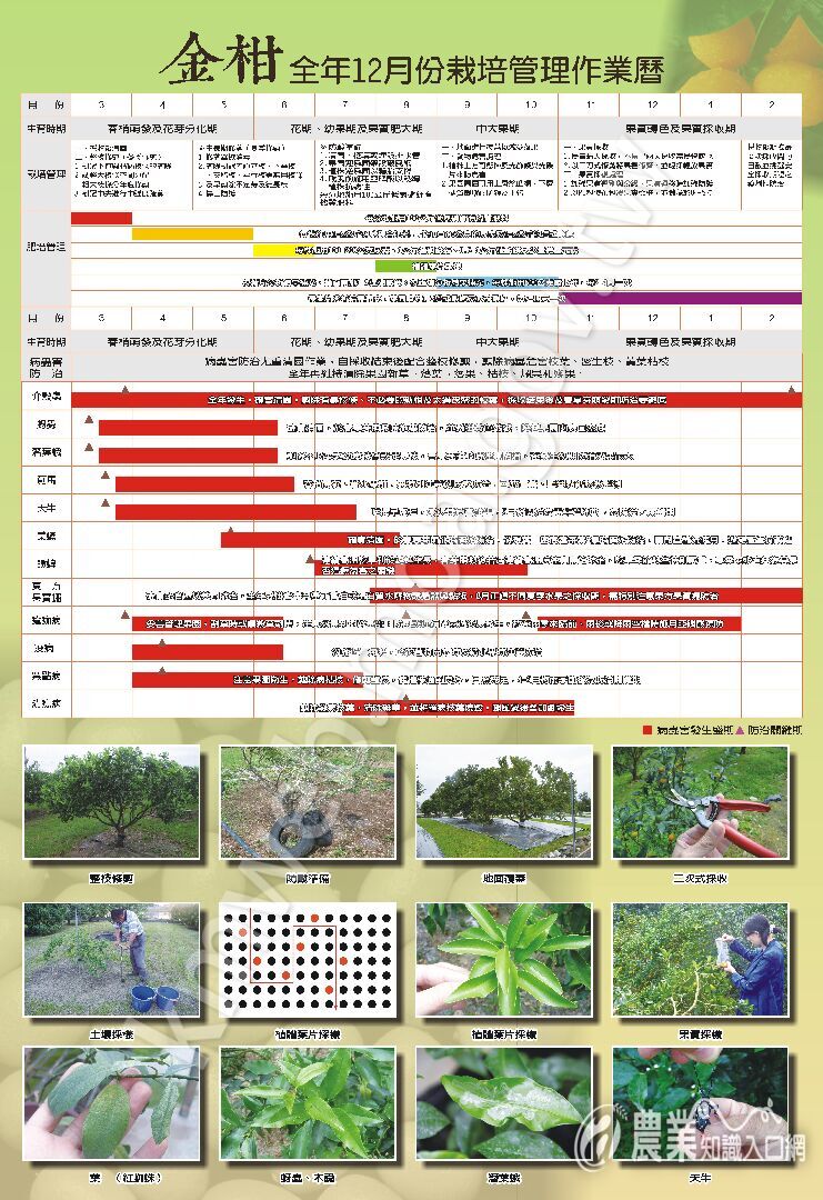 1070612-金柑作業曆