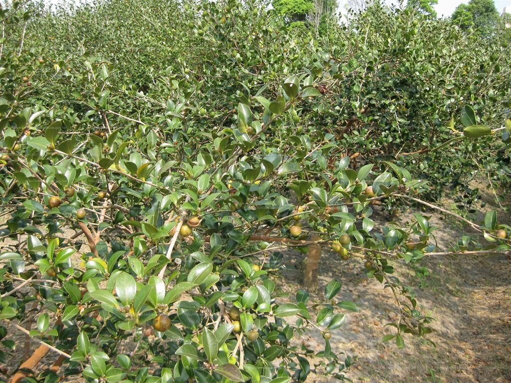 栽植密度對於油茶籽採收與處理之影響