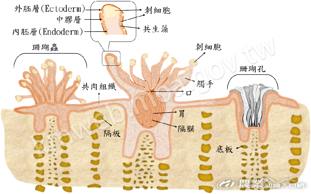 珊瑚蟲與珊瑚骨骼構造