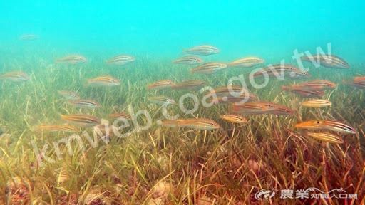 大倉灣海草復育區已成為海洋生物棲息與覓食的重要棲地