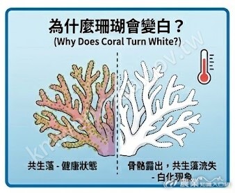 為什麼珊瑚會變白