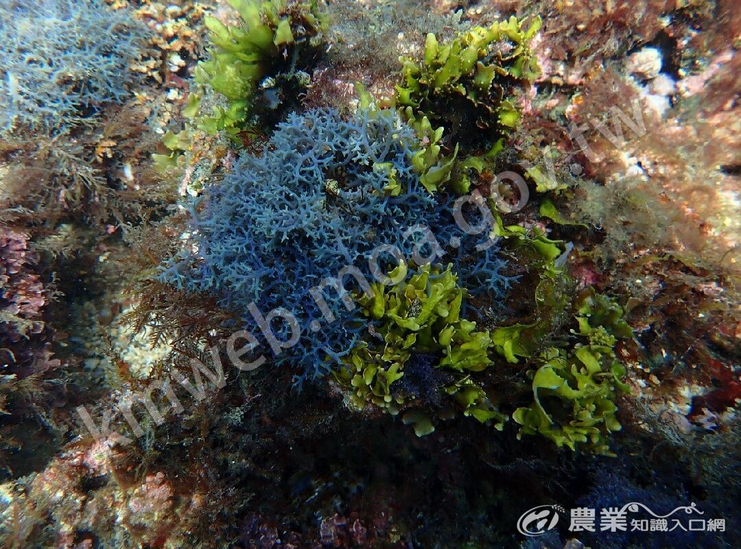 巢沙菜在水下呈現金屬質感的藍紫色虹光，在觀賞水族市場極具競爭力