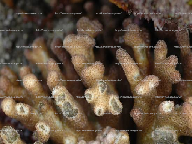 細枝鹿角珊瑚 Pocillopora damicornis