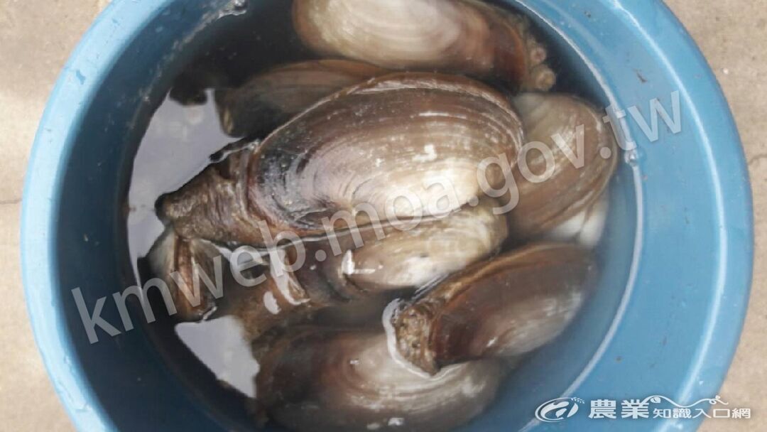 野外採集的象拔蚌 野外採集的象拔蚌