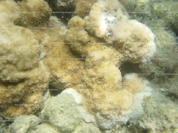 斑疹表孔珊瑚 Montipora efflorescens