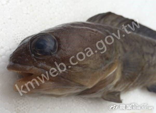 卡氏後颌魚-上下顎都具有細小而尖銳的牙齒