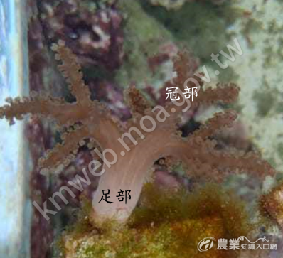 柔軟珊瑚的冠部及足部