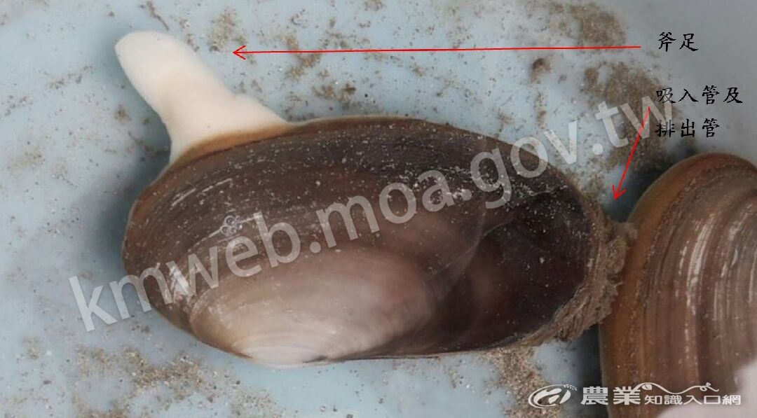 象拔蚌口足相對位置 象拔蚌口足相對位置