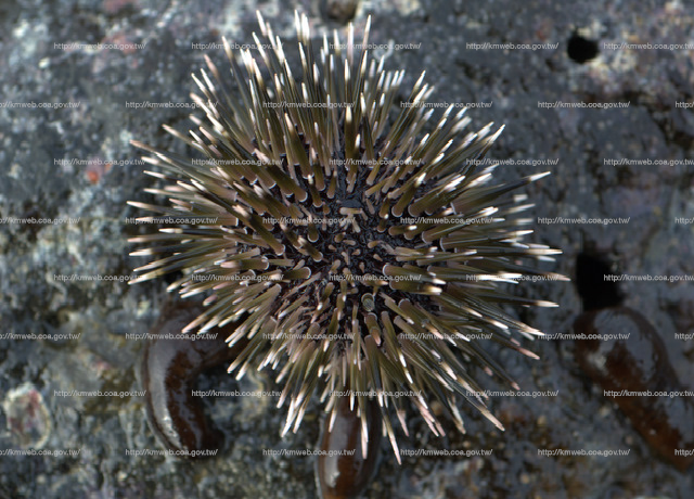 梅氏長海膽 Echinometra mathaei