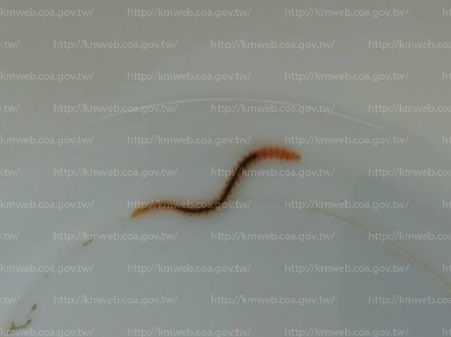扁猶帝蟲 Eurythoe complanata