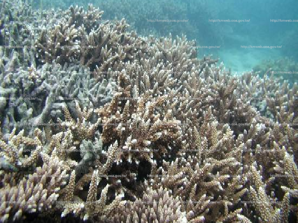 美麗軸孔珊瑚 Acropora muricata