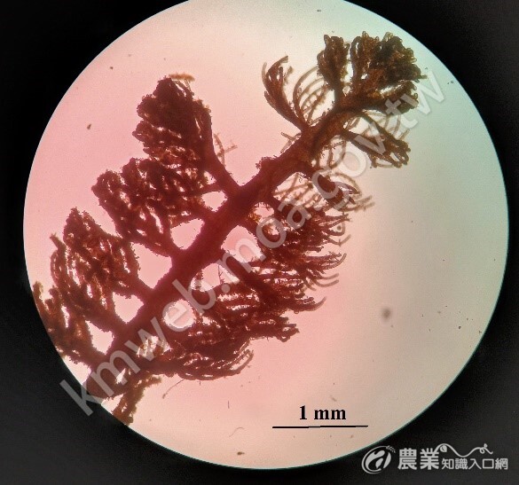 顯微鏡(40倍率)下的柔弱捲枝藻，分為主枝與小枝，小枝互生並向腹側捲曲